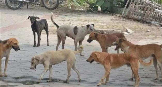 Khabar Odisha:rajouri-stray-dog-terror-schools-closed-crpf-deployed