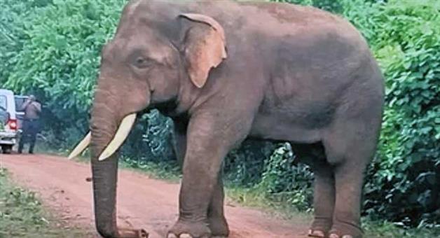 Khabar Odisha:remains-of-elephant-ramu-rescued