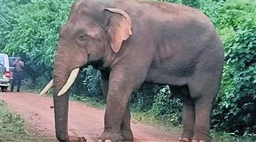Khabar Odisha:remains-of-elephant-ramu-rescued