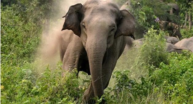 Khabar Odisha:rogue-elephant-tramples-elderly-woman-to-death-in-angul-district