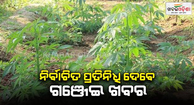 Khabar Odisha:sarpanch-and-phc-member-will-give-the-information-about-cannabis