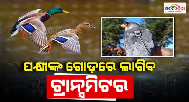 Khabar Odisha:satellite-transmitters-to-track-migratory-birds-in-odisha-forest-minister