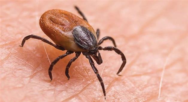 Khabar Odisha:scrub-typhus-cases-are-increasing-rapidly-in-odisha