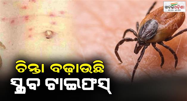 Khabar Odisha:scrub-typhus-cases-are-increasing-rapidly-in-odisha