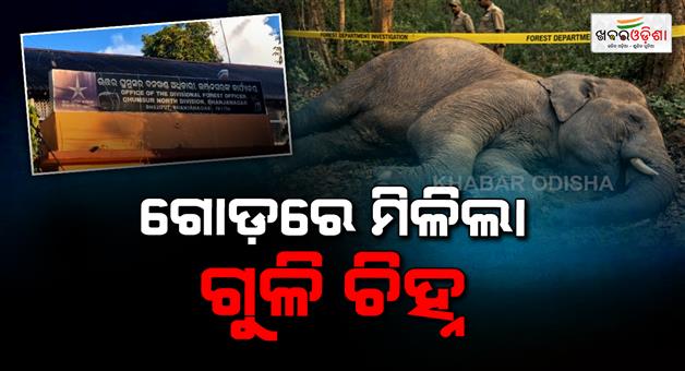 Khabar Odisha:shot-dead-elephant-found-in-ganjam-forest-suspected-poaching-case