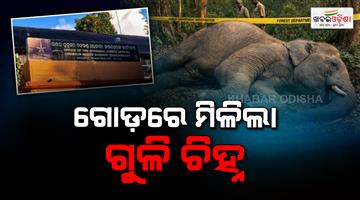 Khabar Odisha:shot-dead-elephant-found-in-ganjam-forest-suspected-poaching-case