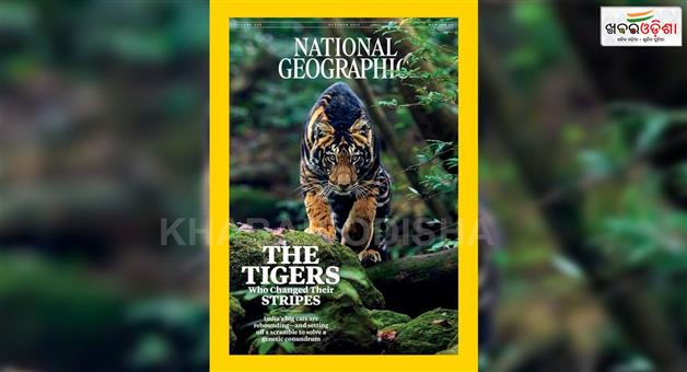 Khabar Odisha:similipals-giant-tiger-featured-in-national-geographic-magazine