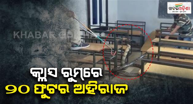 Khabar Odisha:snake-helpline-member-releases-20-foot-python-into-forest-after-rescue-attempt-in-classroom