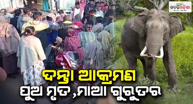 Khabar Odisha:son-dies-by-attack-of-elephant-mother-serious