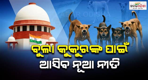Khabar Odisha:stray-dogs-case-supreme-court-to-pronounce-verdict-on-stray-dogs-case-on-november-7