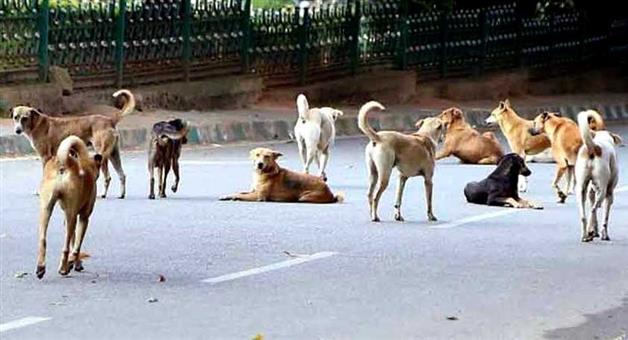Khabar Odisha:the-dog-count-began-starting-at-5-am-and-continuing-until-7-am