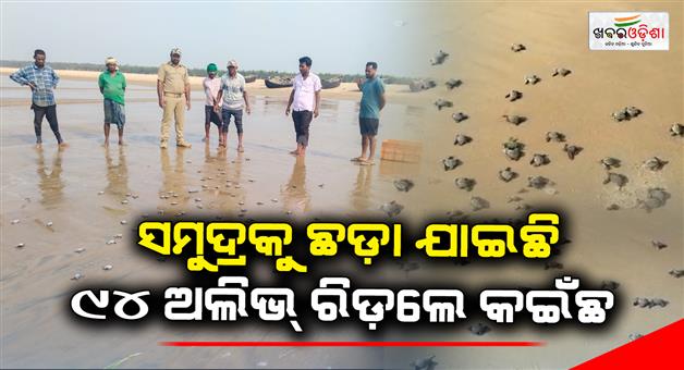 Khabar Odisha:the-olive-ridley-turtle-was-released-into-the-sea-by-a-forest-department
