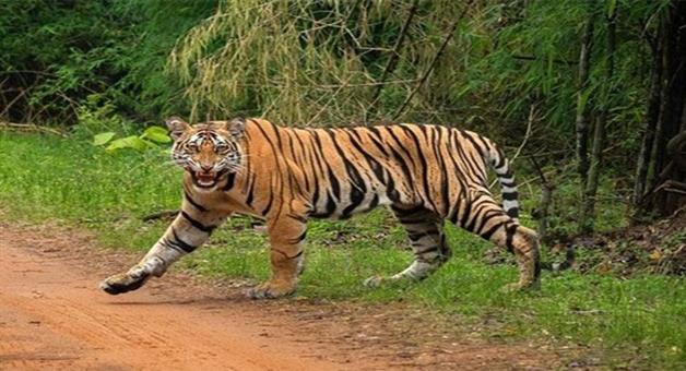 Khabar Odisha:the-tiger-is-roaming-around-after-deogarh-tiger-footprints-have-been-found-in-angul