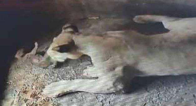 Khabar Odisha:three-day-old-lion-cub-passes-away