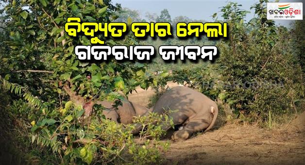 Khabar Odisha:three-elephants-electrocuted-in-sambalpur