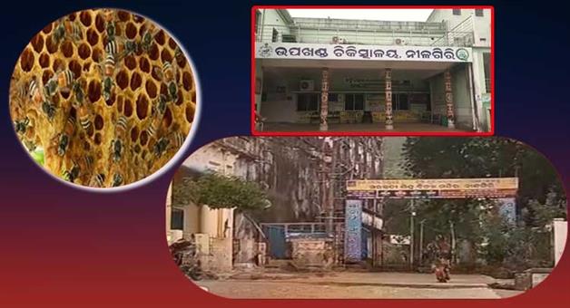 Khabar Odisha:three-teachers-injured-in-honeybee-attack-at-nilagiri-school-classes-suspended