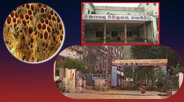 Khabar Odisha:three-teachers-injured-in-honeybee-attack-at-nilagiri-school-classes-suspended