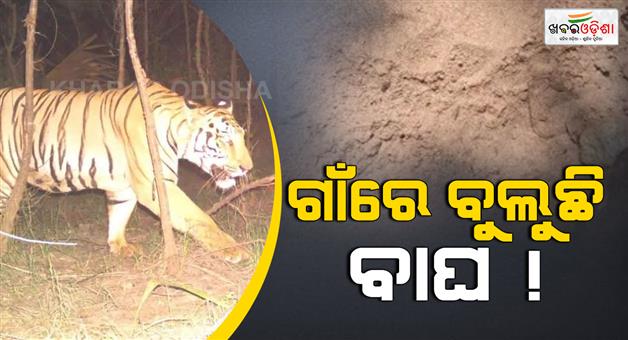 Khabar Odisha:tiger-foot-print-in-keounjhar-ghatagon-forestrange