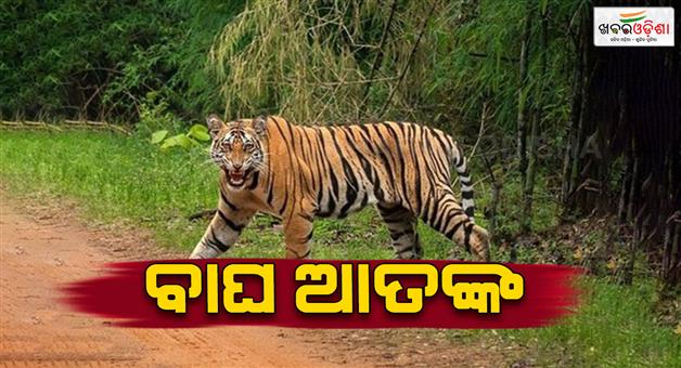 Khabar Odisha:tiger-on-the-prowl-pugmarks-spotted-in-laikera-area