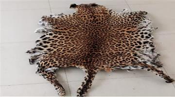 Khabar Odisha:tiger-skin-seized-in-boudh