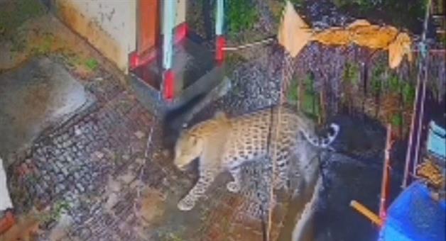 Khabar Odisha:tiger-terror-creates-havoc-among-people-of-nischintakoili