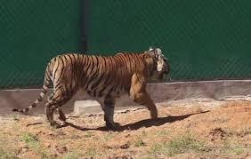 Khabar Odisha:tigress-jinnat-borned-4-cubs