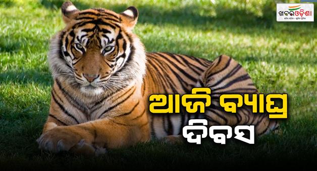 Khabar Odisha:today-is-world-tiger-day