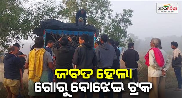 Khabar Odisha:truck-carrying-two-cows-stopped-during-smuggling-driver-arrested