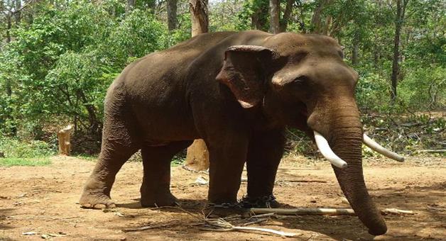 Khabar Odisha:two-died-in-wild-elephant-attack-in-anugul
