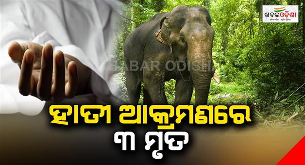Khabar Odisha:two-forest-guards-among-three-killed-in-elephant-attack-in-assam