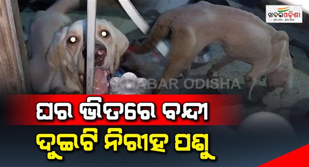 Khabar Odisha:two-innocent-animals-trapped-inside-the-house