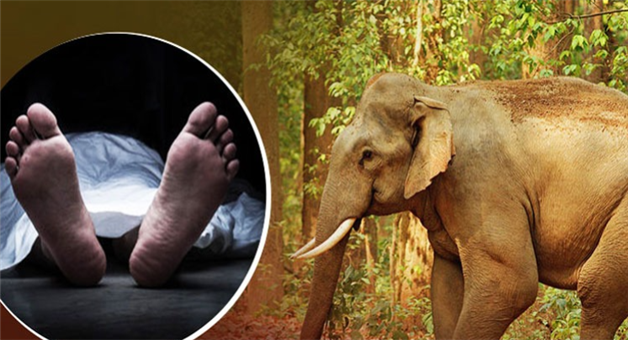 Khabar Odisha:two-killed-in-separate-elephant-attacks-in-angul-district