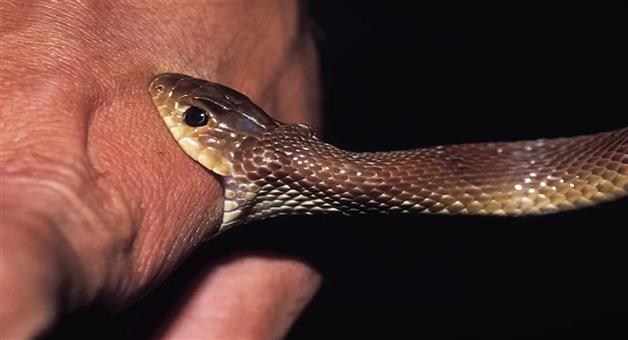 Khabar Odisha:two-siblings-died-in-snake-bite-in-rourkela