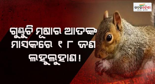 Khabar Odisha:udaipur-college-squirrel-attack-terror-students-injured-rabies-alert