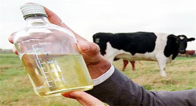 Khabar Odisha:up-government-will-buy-cow-pee