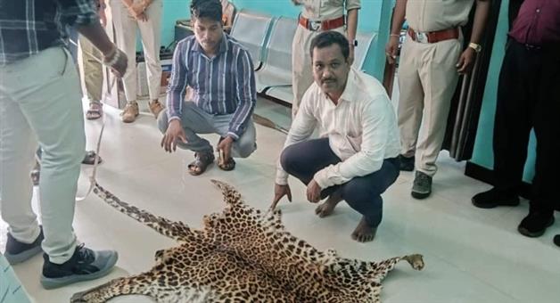 Khabar Odisha:vigilance-seizes-leopard-skin-in-nuapada-forest-hunter-arrested