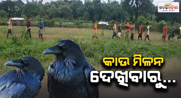 Khabar Odisha:villagers-give-strange-punishment-to-young-man-for-witnessing-two-crows-mating