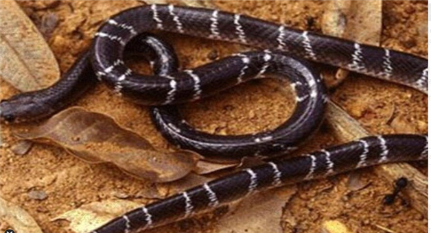Khabar Odisha:why-snakes-emerge-in-summer-safety-tips