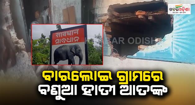 Khabar Odisha:wild-elephant-terror-in-barloi-village