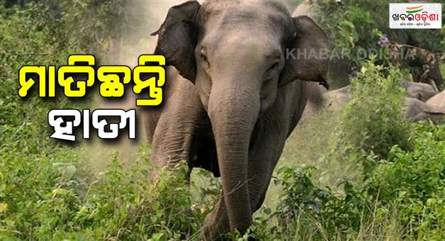 Khabar Odisha:woman-died-in-elephant-attack