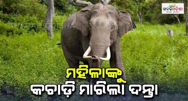 Khabar Odisha:woman-dies-in-elephant-attack