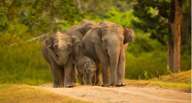 Khabar Odisha:world-elephant-day-odisha-elephant-human-conflict-forest-capacity