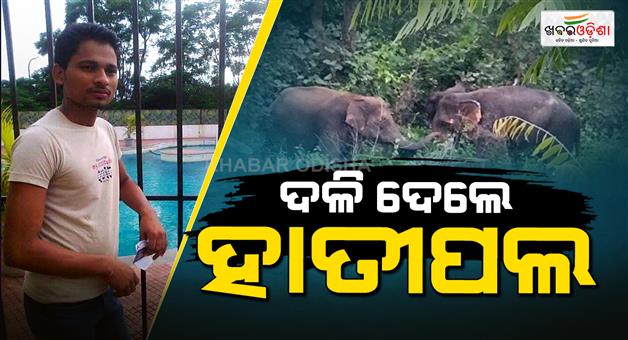 Khabar Odisha:youth-died-in-elephant-attack
