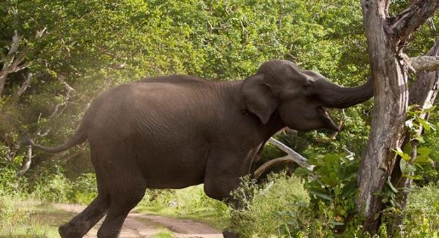 Khabar Odisha:youth-dies-after-elephant-attack-in-angul-forest